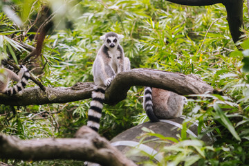 Ring-tailed Lemur sit on the tree. Lemur catta looking at camera. Beautiful grey and white lemurs. African animals in the zoo