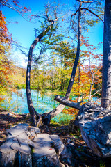 Autumn in the forest, near the lake