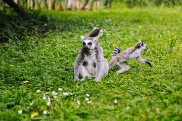 Fototapeta premium Family of ring-tailed Lemur sit on the trgrass . Lemur catta looking at camera. Beautiful grey and white lemurs. African animals in the zoo