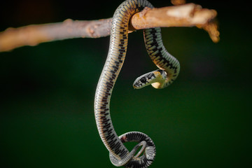 Black young small snake viper python natrix hanging on a branch on isolated background macro