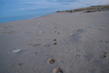 footprints on the beach
