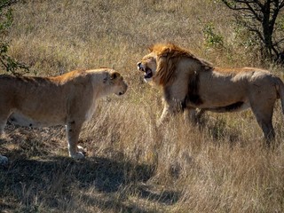 A lion roars at a lioness in the dry grass in a shroud.