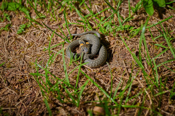 Black young small snake viper python natrix in grass on isolated background macro