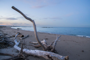 tree on the beach