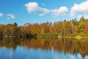 Fototapeta na wymiar Wald im Herbstlaub am Manhagenteich in Großhansdorf, Schleswig-Holstein, mit Spiegelung. Blauer Himmel mit weißen Wolken.