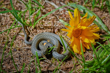 Black young small snake viper python natrix in grass with yellow flower macro
