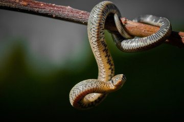 Black young small snake viper python natrix hanging on a branch on isolated background macro