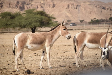 herd of wild horses