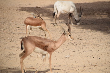 impala in israel