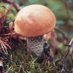 mushroom