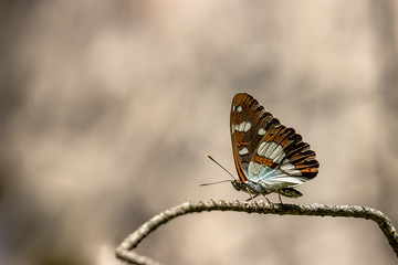 butterfly on a leaf