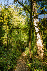 yew tree grove of the Caucasian nature reserve relict forest
