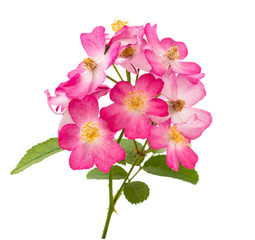 Dog roses