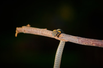 Black young small snake viper python natrix hanging on a branch on isolated background macro