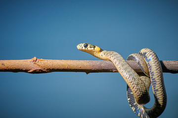 Black young small snake viper python natrix hanging on a branch on isolated background macro