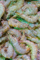 Tiger prawns in ice. Penaeus monodon, giant tiger prawn or Asian tiger shrimp. Freshly caught big king tiger prawns shrimp on ice displayed at a fish market. vertical photo