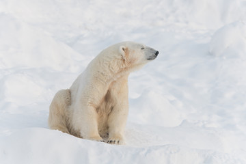 Fototapeta na wymiar Cute calm polar bear sitting on white snow with closed eyes