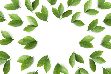 Frame made of fresh citrus leaves on white background, top view. Space for text