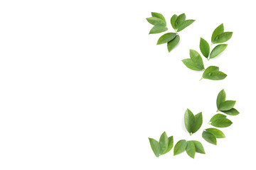 Fresh citrus leaves on white background, top view