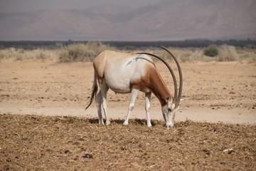 horses in desert