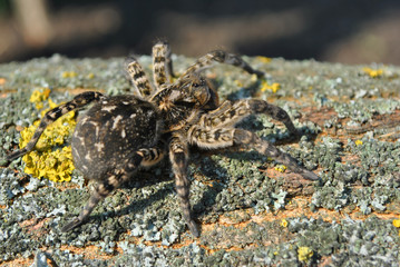 Lycosa (Lycosa singoriensis, wolf spiders) on tree bark background with yellow moss, top view