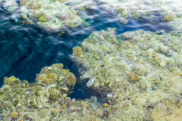 Fototapeta na wymiar aerial landscape top view of Red sea bottom with coral reefs through aquamarine transparent water surface south tropical nature background photography. Underwater coral reef on the red sea