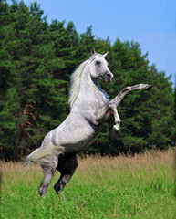 Rearing grey dappled arabian horse in green field