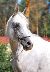 Grey dappled arabian horse portrait closeup