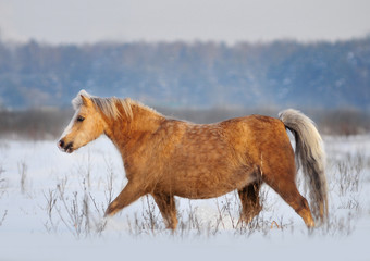 Palomino welsh pony runs in winter field