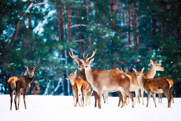 Naklejka na ściany i meble Artistic winter christmas natural image. Winter wildlife landscape with noble deers against winter forest.