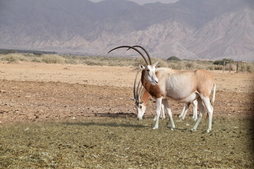 antelope in the desert