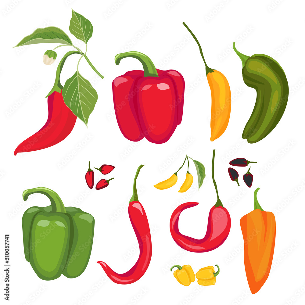 Canvas Prints peppers. hot spices fresh jalapeno paprika cayenne vector cartoon red peppers collection. illustrati