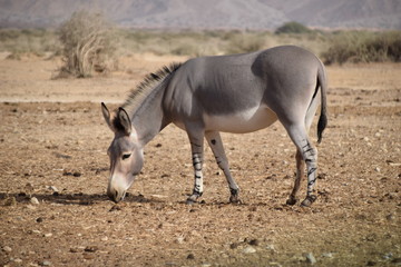 Naklejka na ściany i meble wild donkey in desert