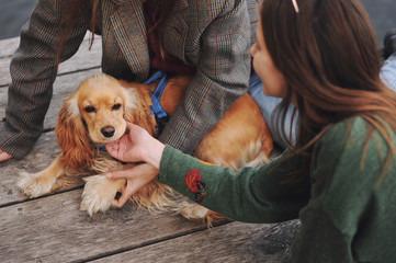 English cocker spaniel dog lying on wooden bridge.Portrait of dog outside (outdoors). Sunny day.	