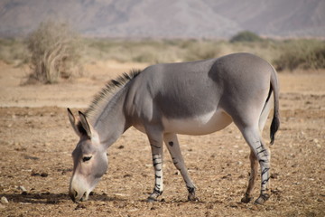 antelope in israel