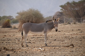donkey in desert