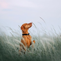 hungarian vizsla dog sitting in tall grass holding paw up