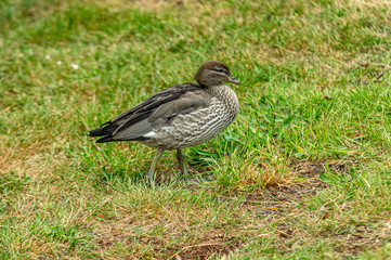 Obraz premium Solo Duck