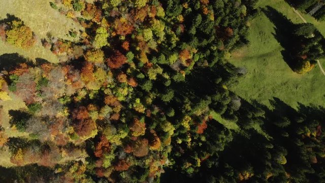 Top down aerial view of autumn colored trees on green grass at Grenchenberg in Switzerland, slowly flying forward