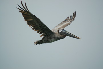 Pelican Flying 2