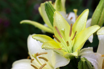 Beautiful white-green lily grows in the garden in summer. Blooming tender white lily after the rain, a lot of drops, flowers background