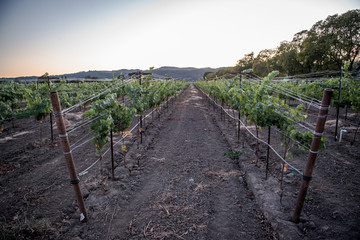 vineyard row of grapevines on winery farm 
