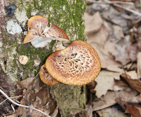 Bracket fungus on tree
