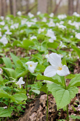 White Trillium spring wildflowers in Michigan