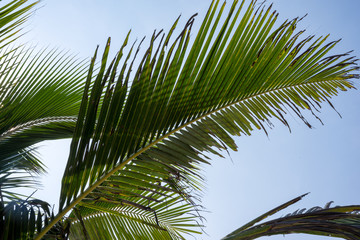 Fototapeta premium Palm tree and the sun