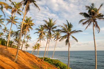 Obraz premium Tropical landscape in a sunset light