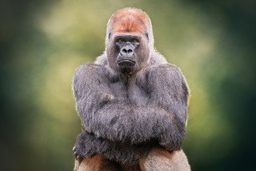 Portrait of a Silverback Gorilla crossing hands. African wild animal