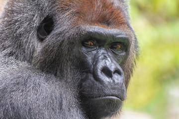 Face of a silverlplated gorilla in the jungle. African wild animal.