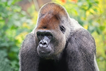 Silverlpad gorilla in the jungle. African wild animal