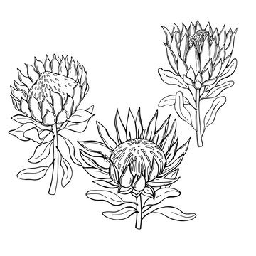 Hand-drawn Flowers Protea.  Vector Sketch Illustration.